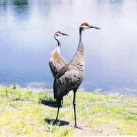 Sandhill Cranes in Odessa Florida