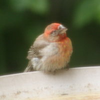 Baby House Finch