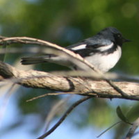 Black Throated Blue Warbler