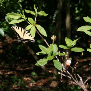 Butterflies at Bok Tower Gardens