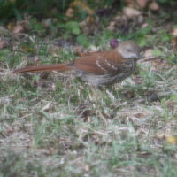 Brown Thrasher