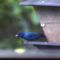 Indigo Bunting