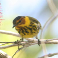 Cape May Warbler