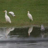 Cattle Egret with Ibis