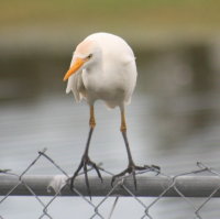 Cattle Egret on fence