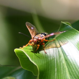 Cicadas Killer Wasp