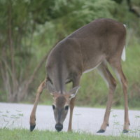 Deer ar Brooker Creek Tarpon Springs Florida