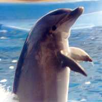dolphin walk