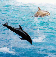 dolphin jump