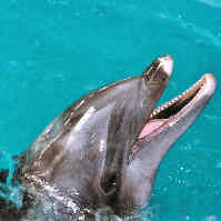 dolphin close smile