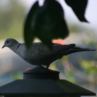 Mourning Dove