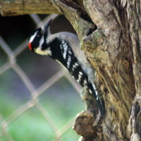 Downy Woodpecker