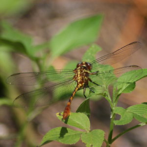 Two-Striped Forcetail