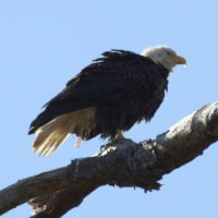 Perching Eagle at Anclote in Tarpon Springs Florida
