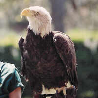 Bald Eagle at Homossassa