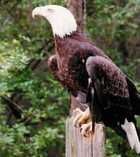 Bald Eagle on perch