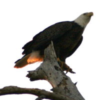 Eagle late afternoon at Anclote in Tarpon Springs Florida