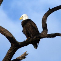 Eagle early morning at Anclote in Tarpon Springs Florida