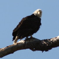 Eagle mid afternoon at Anclote in Tarpon Springs Florida