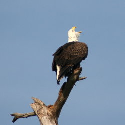 Eagle Anclote Tarpon Springs Florida 2009