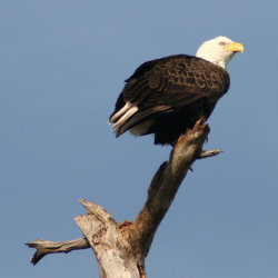 Eagle Anclote Tarpon Springs Florida 2009