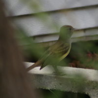 Brown Crested Flycatcher