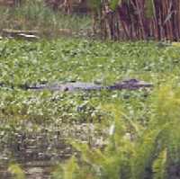 Alligator at Cypress Gardens