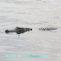 Gator looking for lunch