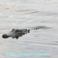 Gator coming for closer look