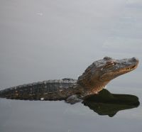 Small Gator at Gatorland Florida