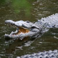 Large Gator at Gatorland Florida