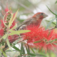 House Finch