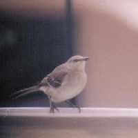 Mockingbird perched