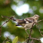 Mockingbird - Florida's State Bird