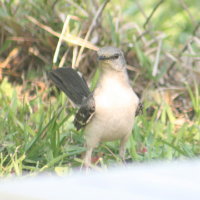 Mockingbird in backyard