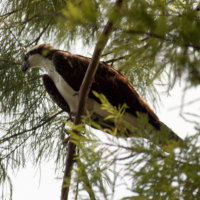 Osprey Perched in Tree