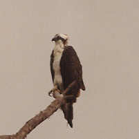 Osprey perched overcast sky