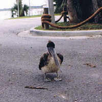 Sue's friendly pelican