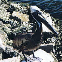 Brown Pelican on rocks