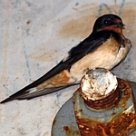Barn Swallows in North Carolina