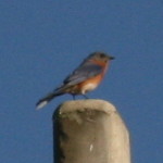 Eastern Bluebird in Hudson Florida