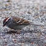 Chipping Sparrow in North Carolina