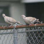 Eurasian Collard-Doves Doves