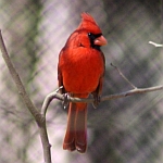 Northern Cardinal Photos