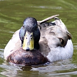Ducks in North Carolina