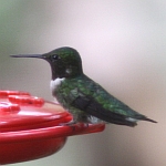 Hummingbirds in North Carloina
