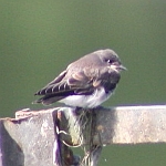 Rough-winged Swallow in North Carolina