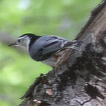 Nuthatches in North Carolina