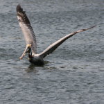 Pelican about to fly