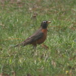American Robin in North Carolina